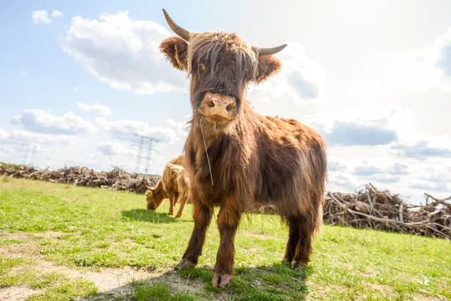 De Moer natuur gemaakt door Jostijn Ligtvoet 5